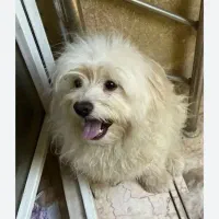 توله سگ شیتزو