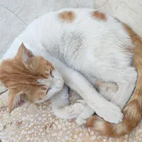 گربه گم شده