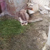 غاز|حیوانات مزرعه|آبدانان, |دیوار