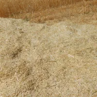 جومحلی|حیوانات مزرعه|قوچان, |دیوار