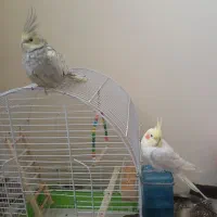 عروس هلندی|پرنده|شیراز, دشت چنار|دیوار