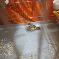 سهره جفتی|پرنده|مریوان, |دیوار