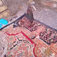 کله تاب|پرنده|باوی, |دیوار