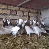 کبوتر طوقی|پرنده|مهریز, |دیوار