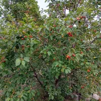 فروش باغ در فیروق (تپه باشی)|فروش زمین و ملک کلنگی|فیرورق, |دیوار