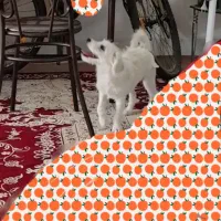 فروش سگ توافقی|سگ|قم, تولید دارو و یخچال|دیوار