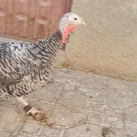 بوقلمون وخروس