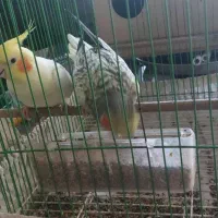 طوطی نرو ماده با دوبچه وقفس