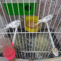 مرغ عشق|پرنده|مشهد, کریم آباد|دیوار