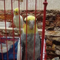 عروس هلندی نر سخنگووماده به همراه قفس دو طبقه بزرگ