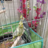 عروس هلندی|پرنده|دهلران, |دیوار