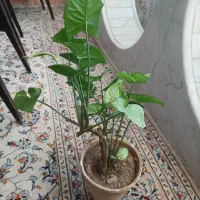 فروش گل سینگونیوم و گل قاشقی