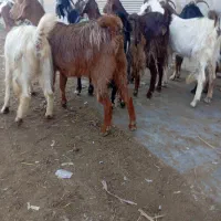 10راس بزجوان|حیوانات مزرعه|گنبد کاووس, |دیوار