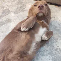 سگ خانگی|سگ|ساری, |دیوار