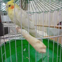 عروس هلندی لوتینو ماده