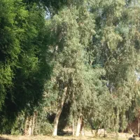 درخت اکالیپتوس