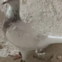 کبوتر ماده الماسی