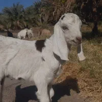 فروش دوبز و دو کهره و یک گیسه|حیوانات مزرعه|نگین کویر, |دیوار