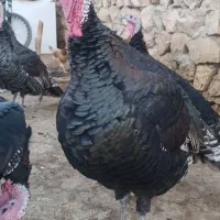 بوقلمون|حیوانات مزرعه|کوهدشت, |دیوار