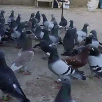 کبوتر