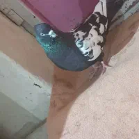 فک کنم نر است کاکلی و پرشی|پرنده|شیروان (خراسان), |دیوار