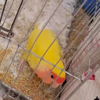 کوتوله برزیلی