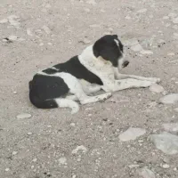 سگ نر قدرجونی