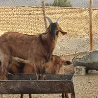 دبر داشتی و کهره نر آلپاین|حیوانات مزرعه|رونیز, |دیوار