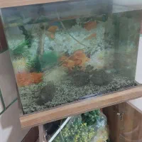 آکواریوم شیشه خم|ماهی|ورامین, شهرک مدرس|دیوار