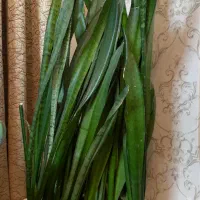 گل و گیاه طبیعی/سانسوریا دیفن باخیا شفلرا