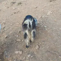 میش بره بیگ|حیوانات مزرعه|ناغان, |دیوار