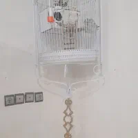 پرنده عروس هلندی
