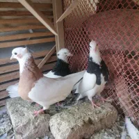 کبوتر|پرنده|مشهد, شهرک بهارستان|دیوار