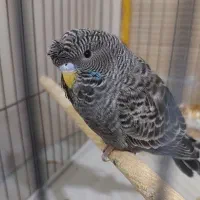 مرغ عشق بلک (رنگ خاص و کمیاب)