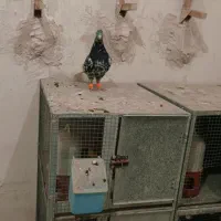 سرود دم سفید و سیاه دم سفید چنگ سفید.