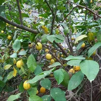 فروش باغ میوه  برق دار  نزدیک جاده اسفالت بن جعفر|فروش دفتر صنعتی، کشاورزی، تجاری|دزفول, |دیوار