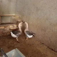 خروس و قو غاز
