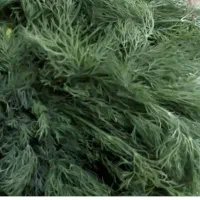 شوید صادراتی