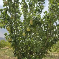 فروش باغچه دشت ارژن  با سند وامکانات کامل|فروش زمین و ملک کلنگی|کازرون, |دیوار