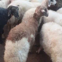 بره ماده چاق