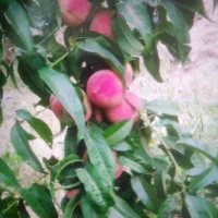 نهالستان محسن اکبری درخت کاج|خدمات باغبانی و درختکاری|مشهد, سیسآباد|دیوار