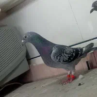 کفتر یا کبوتر