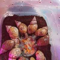 حلزون در چند سایز