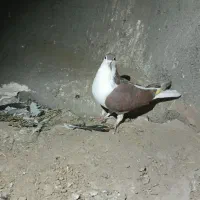 کفتر کبوتر|پرنده|مشهد, کشف|دیوار