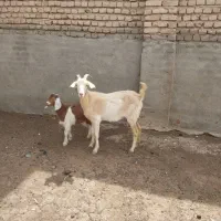 یک راس بز زایده دورگ سانن