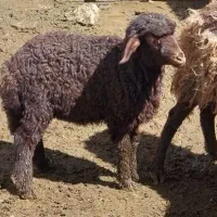 ۱ راس میش با بره نر