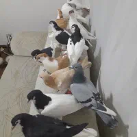 ۱۴ عدد جوجه و جوانه رنگی