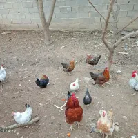 مرغ محلی مرغ مینیاتوری