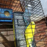 مرغ عشق انگلیسی|پرنده|کبودرآهنگ, |دیوار