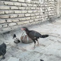مرغ و خروس
